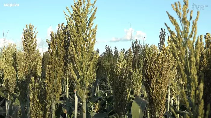 SORGO BRS 373 CULTIVAR AUXILIA NA MITIGAÇÃO DE NEMATOIDES